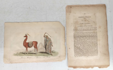 Description and illustration of Llama Puntera and Llamero
