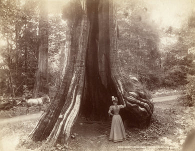 Photo of great cedar tree, Stanley Park, Vancouver
