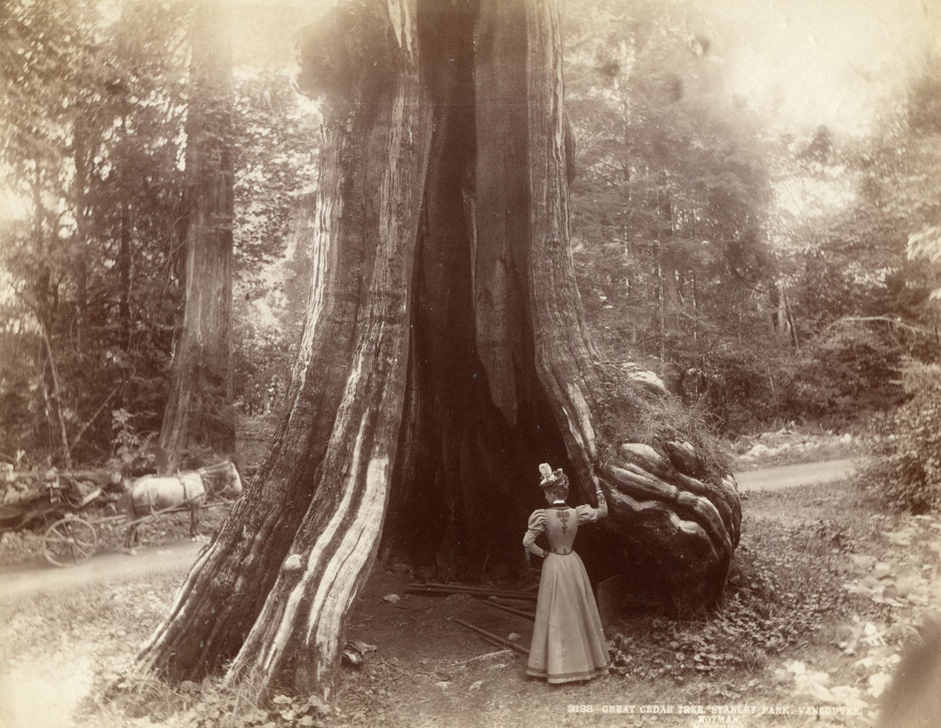 Photo of great cedar tree, Stanley Park, Vancouver