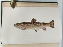 Trout Fly-Fishing in America