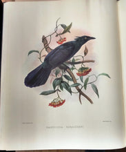 A Monograph of the Paradiseidae or Birds of Paradise