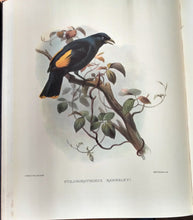 A Monograph of the Paradiseidae or Birds of Paradise