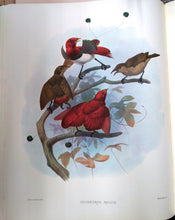 A Monograph of the Paradiseidae or Birds of Paradise