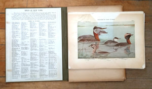 Birds of New York