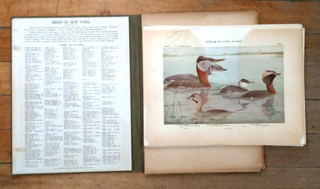 Birds of New York