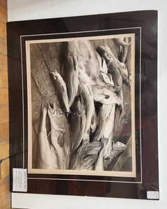Photograph of cod