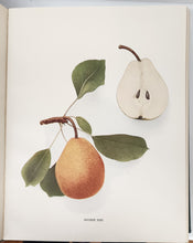 The Pears of New York