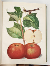 Pomologia: Republicii Populare Romine II