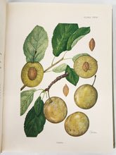 Pomologia: Republicii Socialiste Romania IV