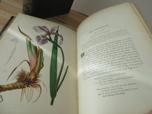 The Native Flowers and Ferns of the United States in their Botanical, Horticultural, and Popular Aspects