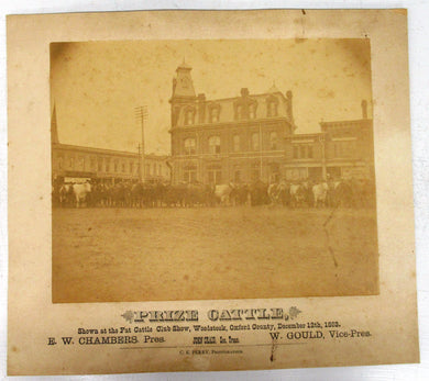 Prize Cattle photograph, Woodstock, Ontario