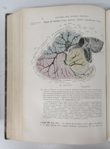 Anatomie des Centres Nerveux