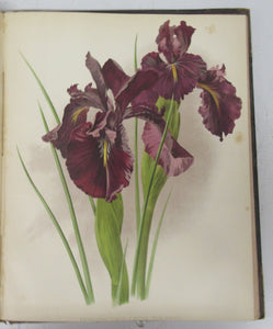 The Garden, Christmas, 1894