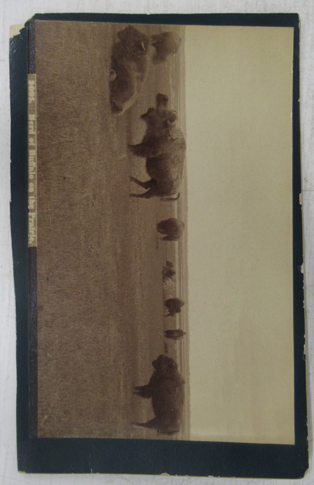 Photo of herd of buffalo on the prairie
