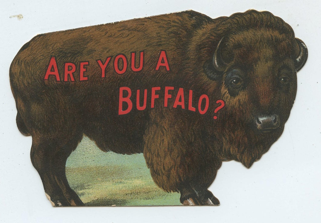 Are You A Buffalo?