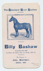 The Standard Bred Stallion, Billy Bashaw