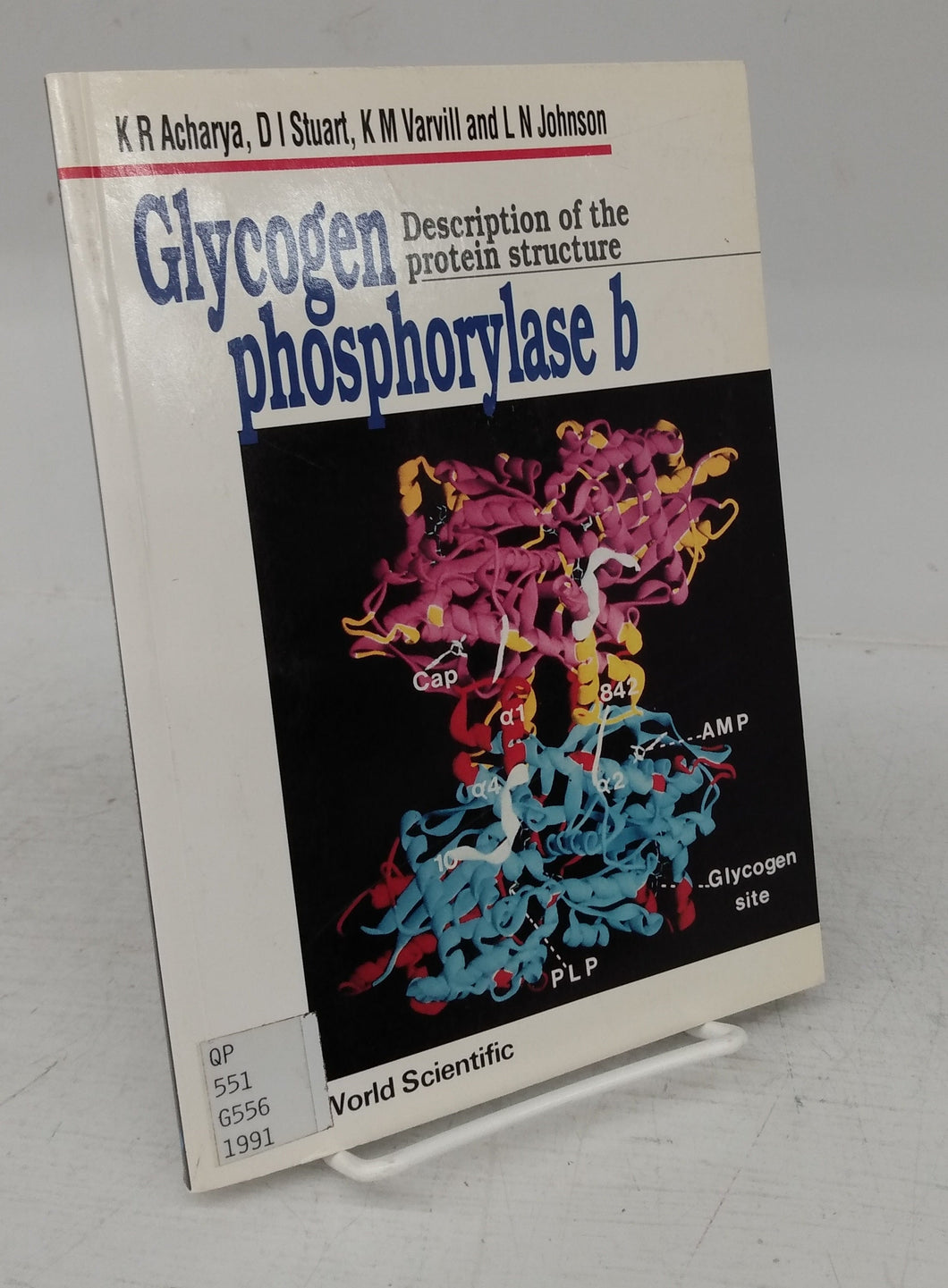 Glycogen phosphorylase b: Description of the protein structure